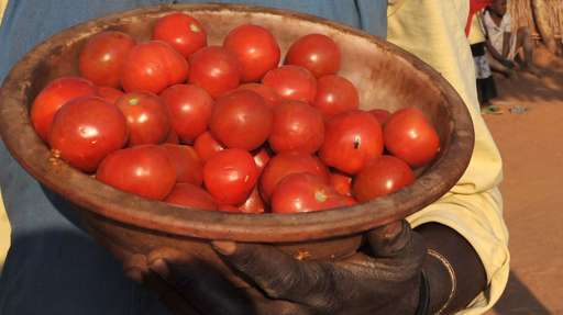 Tomato pest in northern Nigeria