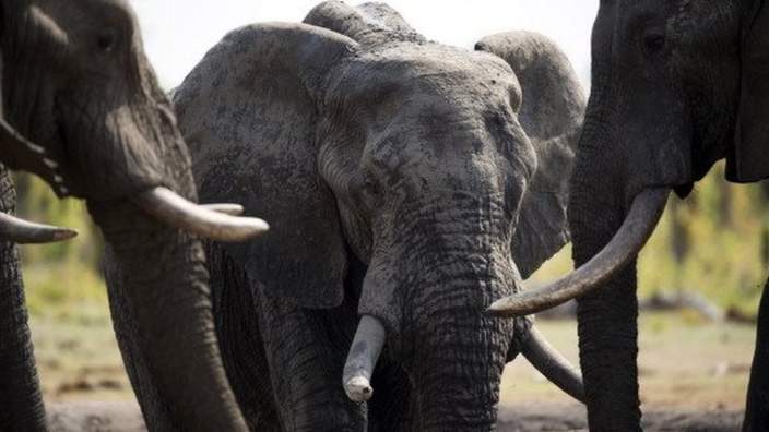 Elephants at Hwange National Park in Zimbabwe