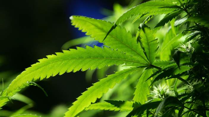 Cannabis plant