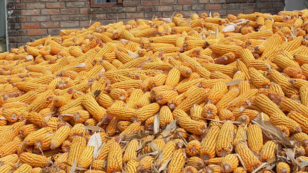 Harvest time    