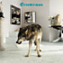 Review of Grinderman 2