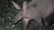 Aardvark walking at night