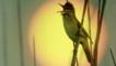 Great reed warbler singing with sun behind it