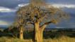 Tanzania at dusk with baobab trees