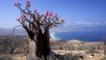 Desert rose on top of a cliff