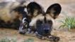 African wild dog resting on the ground