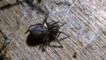 A female black lace-weaver spider