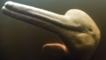 Close-up of a Amazon river dolphin's head