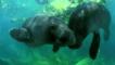 Pair of Amazonian manatees