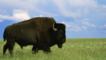 An American bison bull