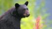 Portrait of a black bear