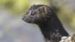 Profile of an American mink 