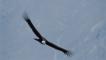 Young Andean condor in soaring flight