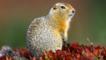 An Arctic ground squirrel