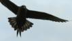Arctic skua with wings and tail spread in flight