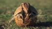 Armadillo rolling up into a defensive ball