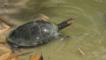 Giant arrau turtle in shallow water