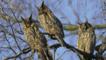 Three long-eared owls in a tree