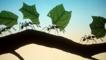 Leaf-cutting ants on a branch