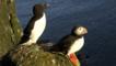 Atlantic puffin and razorbill on a cliff