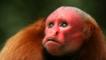 Profile of a bald uakari
