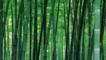 A Japanese bamboo forest