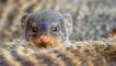 One banded mongoose peers over the back of another