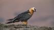 Bearded vulture standing on a rock