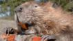 Portrait of an American beaver on a log, showing its teeth