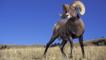 Bighorn sheep standing in Yellowstone National Park