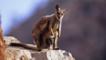 Female black-footed rock wallaby with joey in her pouch