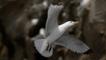 A kittiwake in flight