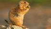 A black-tailed prairie dog sitting on rock
