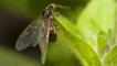 A winged queen black ant on a leaf