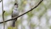 Male blackcap perched on branch singing