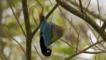 Male blue bird of paradise performing practice courtship