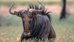 Male wildebeest male resting in the grass