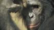 A bonobo's face