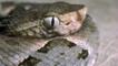 Coiled fer-de-lance snake