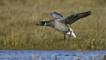 Brent goose landing on flooded salt marsh