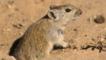 Brants's whistling rat at the entrance to a burrow in the sand