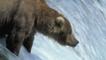 Grizzly bear standing in river looking for fish