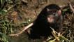 A brown rat