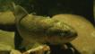 Portrait of a river trout
