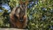Brush-tailed rock wallaby sitting on a rock