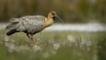 Buff-necked Ibis walking on grass