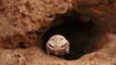 A burrowing owl peers out from its burrow