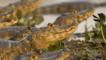 Spectacled caiman on river bank