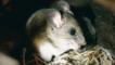 A Californian mouse eating