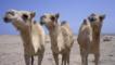 Three dromedary camels
